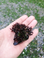 Nothogenia fastigiata