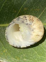 Nerita versicolor image