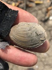Glebula rotundata