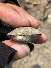 Glebula rotundata