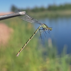 Enallagma cyathigerum