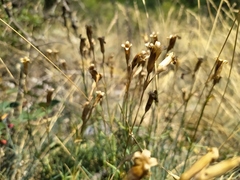 Dianthus gratianopolitanus