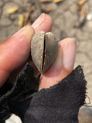Glebula rotundata