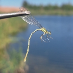 Platycnemis pennipes