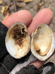 Glebula rotundata
