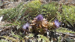 Cynara tournefortii