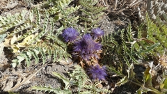 Cynara tournefortii
