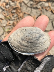 Glebula rotundata