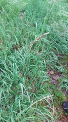 Calamagrostis varia