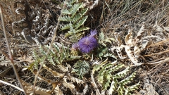 Cynara tournefortii