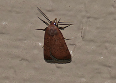 Micrathetis