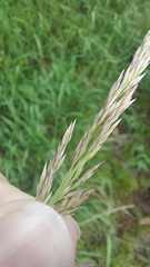 Calamagrostis varia