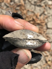 Glebula rotundata
