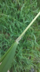 Calamagrostis varia