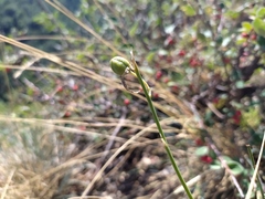 Anthericum liliago