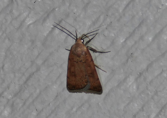 Micrathetis