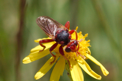 Myopa dorsalis