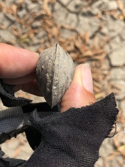 Glebula rotundata