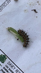 Vanessa virginiensis