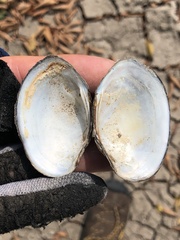 Glebula rotundata