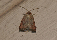 Micrathetis