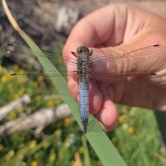 Orthetrum cancellatum