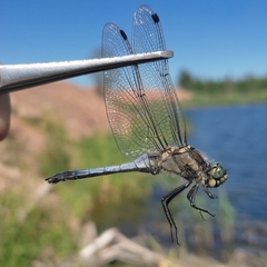 Orthetrum cancellatum