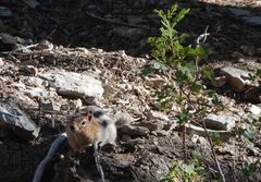 Callospermophilus lateralis certus