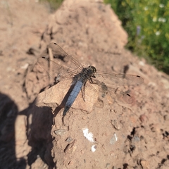 Orthetrum cancellatum
