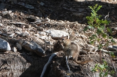 Callospermophilus lateralis certus
