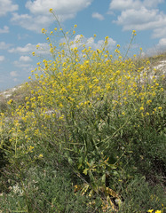 Brassica elongata