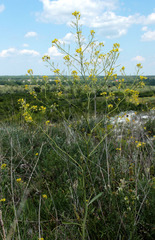 Brassica elongata