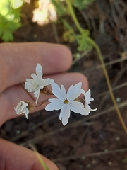 Lithophragma parviflorum parviflorum