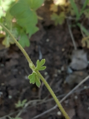 Lithophragma parviflorum parviflorum