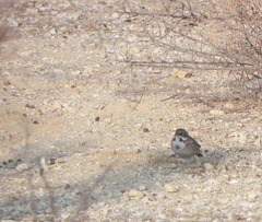 Artemisiospiza belli