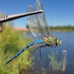 Anax imperator