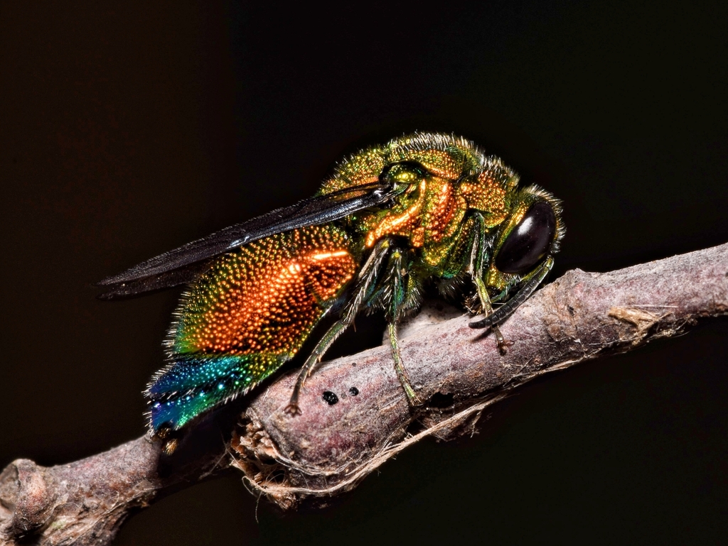 Emerald Cuckoo Wasp