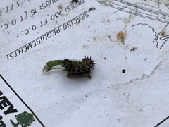 Vanessa virginiensis