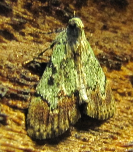 Epipaschia superatalis