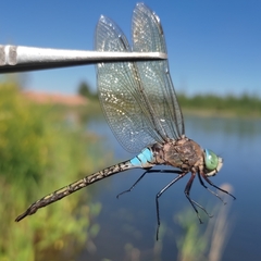 Anax parthenope