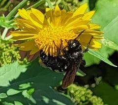 Pygodasis quadrimaculata