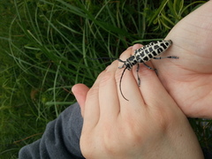 Plectrodera scalator