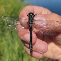 Gomphus vulgatissimus
