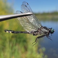 Gomphus vulgatissimus