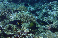 Zebrasoma scopas