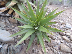 Hechtia rosea