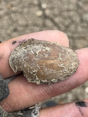 Pyganodon grandis