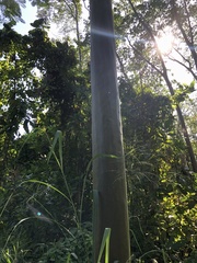 Calycophyllum spruceanum