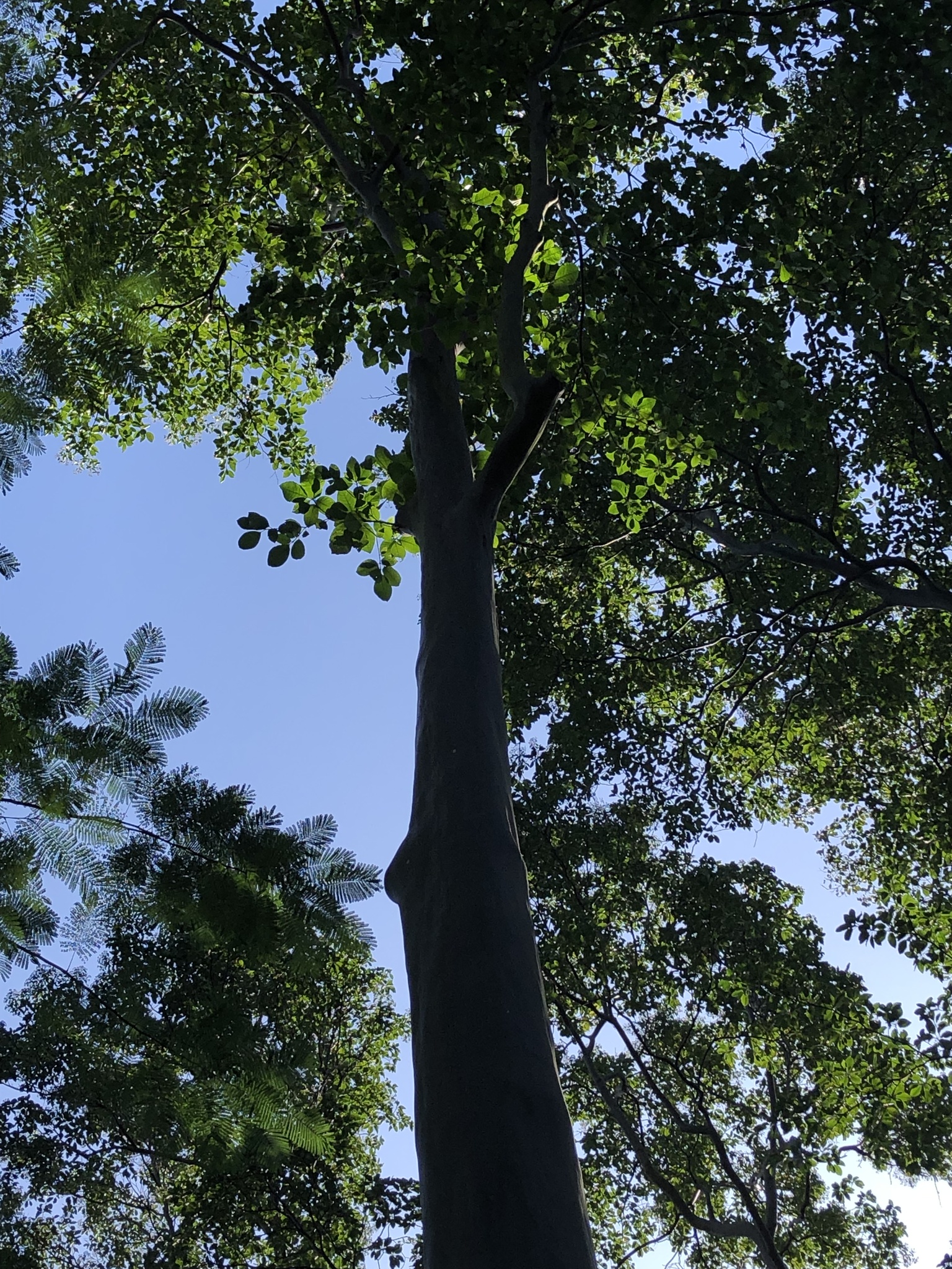 Imagem de Vassourão