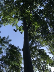 Calycophyllum spruceanum